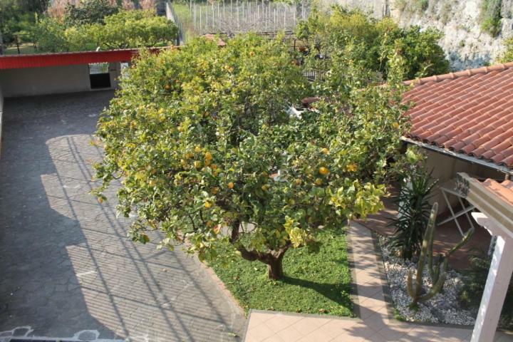 The Lemon Tree House Apartman Scalea Kültér fotó