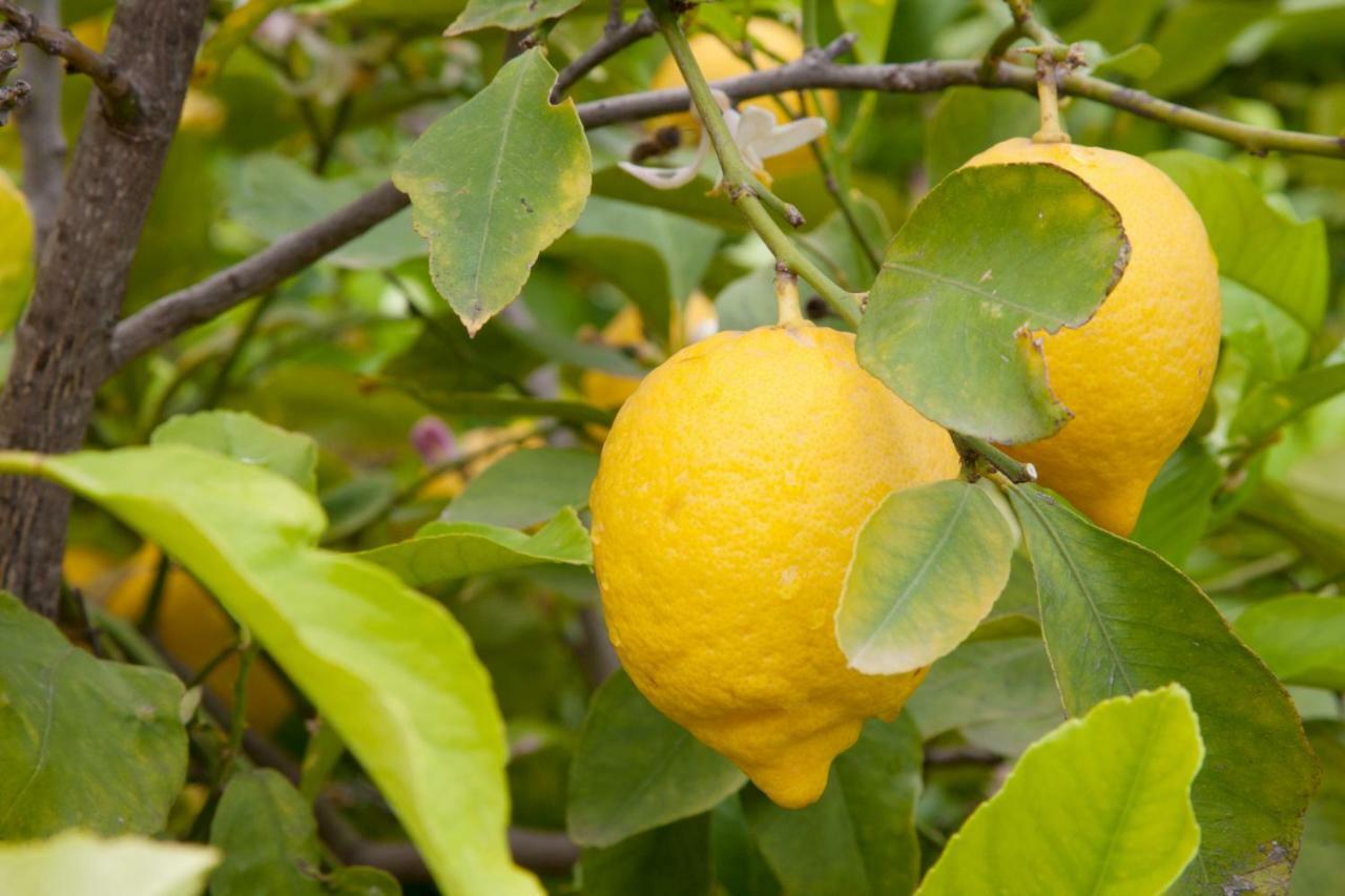 The Lemon Tree House Apartman Scalea Kültér fotó